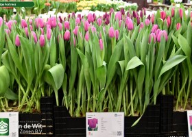 Tulipa Fortress ® (1)